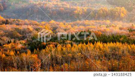 穏やかな秋の朝日を浴びる北海道中標津町開陽台からの紅葉風景 穏やかな秋の朝日を浴びる北海道中標津町開陽台からの紅葉風景 143188425