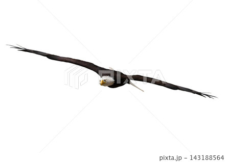 American eagle in flight isolated on white background American eagle in flight isolated on white background 143188564