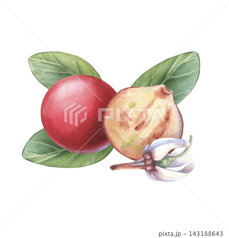Cranberry, full and half berry, leaves, blossom. Hand-painted watercolor illustration isolated on white for dessert, drink, supplements, cosmetic, food packaging, recipes, wellness, branding, medicine 143188643