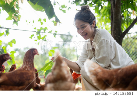 Asian woman farmer feeding free range chickens with green leaves on farm. 143188681
