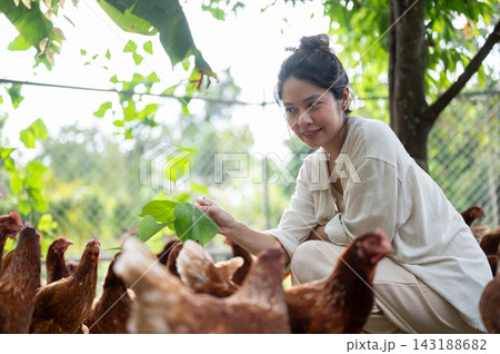 Asian woman farmer feeding free range chickens with leaves in outdoor farm. 143188682