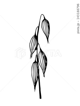 Simple hand-drawn vector drawing in black outline. Spikelet of oats isolated on white background. Cereal crops, flour products, oatmeal. For labels, packaging. Ink sketch. Simple hand-drawn vector drawing in black outline. Spikelet of oats isolated on white background. Cereal crops, flour products, oatmeal. For labels, packaging. Ink sketch. 143188796