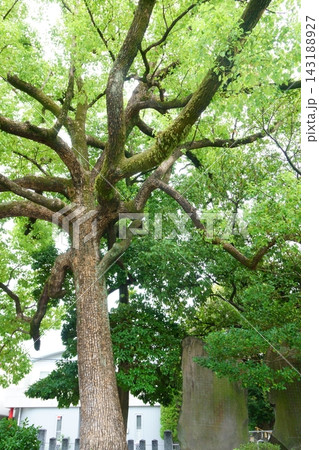 川原神社 境内にある保存樹 川原神社 境内にある保存樹 143188927