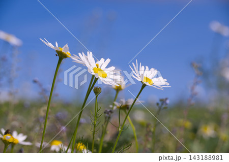 Wild Chamomile Flowers Blooming in Sunny Summer Meadow Under Clear Blue Sky 143188981