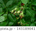 A close-up shot of green, unripe rosehip berries growing on a bush branch surrounded by lush leaves. 143189041