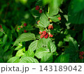 A close-up shot of unripe red blackberries ripening on a green bush branch among lush green leaves under sunlight. 143189042