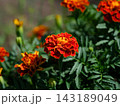 A close-up shot of bright orange and red marigold flowers blooming on a bush with dark green leaves in a garden. 143189049