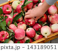 Woman hand taking apple from a heap of freshly harvested organic apples in a crate. 143189051