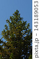 Close-up shot of a top of spruce tree with cones against a blue sky. 143189053