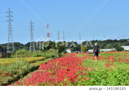 曼殊沙華咲く小出川沿いを歩く男性 曼殊沙華咲く小出川沿いを歩く男性 143190183