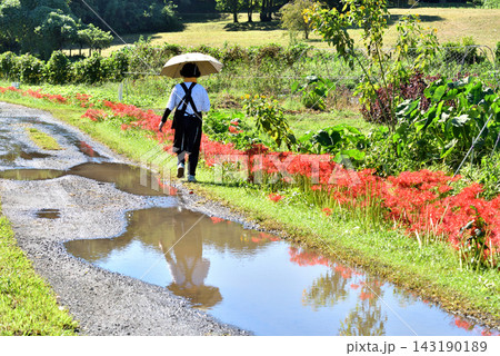 前日の雨で水溜まりが残る道の脇に咲く彼岸花と女性 前日の雨で水溜まりが残る道の脇に咲く彼岸花と女性 143190189