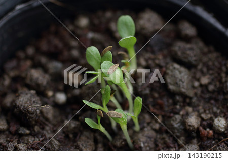 家庭菜園のレタス苗発芽間引き 家庭菜園のレタス苗発芽間引き 143190215