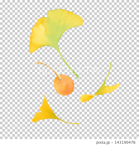 Watercolor illustration of ginkgo trees and ginkgo nuts. Simple autumn clipart. 143190476