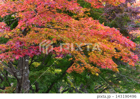 埼玉県民の森の紅葉 143190496