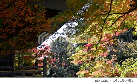 紅葉に包まれた鐘楼 143190499