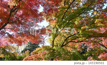 秋の紅葉が美しい秋景色 143190501