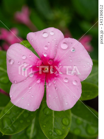 雨に濡れたピンクのニチニチソウ 雨に濡れたピンクのニチニチソウ 143190612