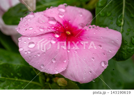 雨に濡れたピンクのニチニチソウ 雨に濡れたピンクのニチニチソウ 143190619