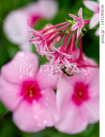 花びらと昆虫 花びらと昆虫 143190636