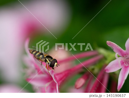 花びらと昆虫 143190637