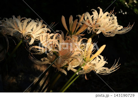 花　植物　彼岸花　曼珠沙華　秋　白　満開　季節　9月　10月　 143190729