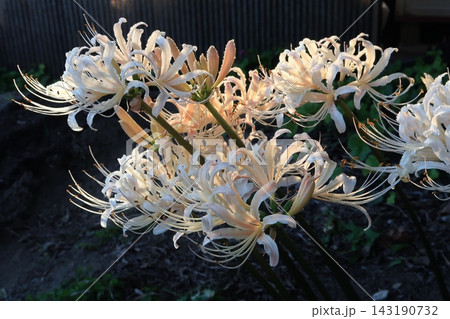 花　植物　彼岸花　曼珠沙華　秋　白　満開　季節　9月　10月　 143190732