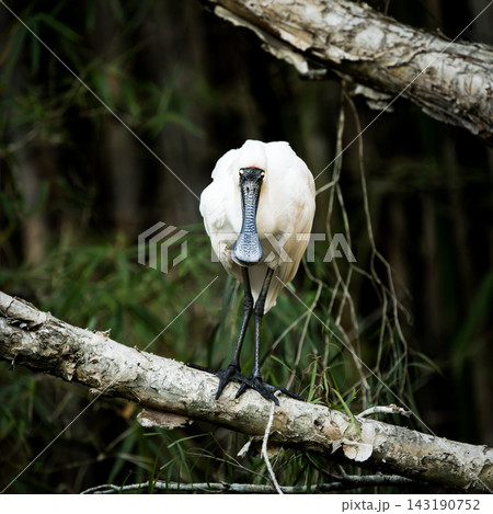 Royal Spoonbill 143190752