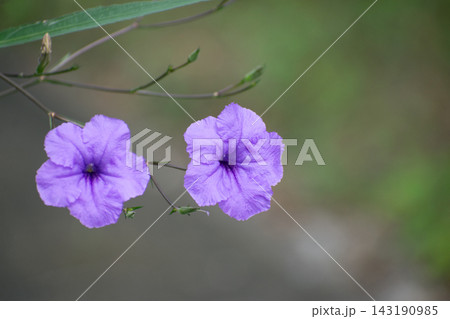 ヤナギバルイラソウの花 143190985