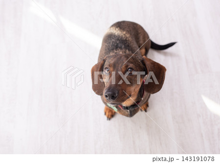 funny dachshund dog standing on the floor in the room. top view. portrait close-up 143191078