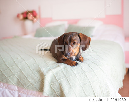 Cute brown dachshund is lying on a white bed 143191080
