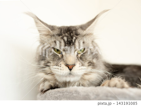 Cute tabby silver grey young maine coon cat lying on hammock on cat tree at home looking at camera. 4 month old kitten relaxing Cute tabby silver grey young maine coon cat lying on hammock on cat tree at home looking at camera. 4 month old kitten relaxing 143191085