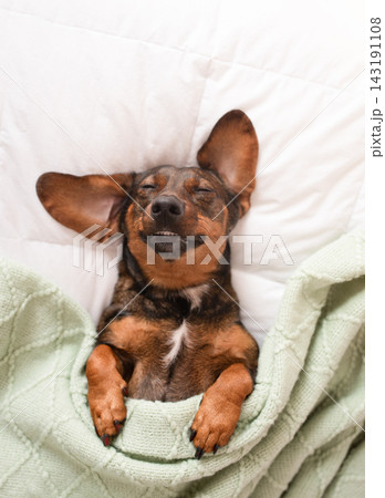 A cute dachshund dog sleeps on a white bed covered with a green blanket A cute dachshund dog sleeps on a white bed covered with a green blanket 143191108