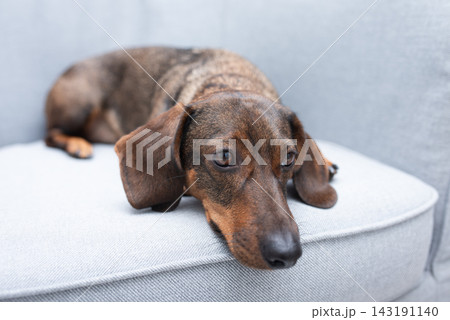 A brown dachshund on a gray armchair, resting 143191140