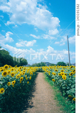ひまわり畑に続く道 ひまわり畑に続く道 143191382