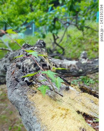 倒木や倒れた木の幹に青々と生い茂る苔や新しい命の風景 倒木や倒れた木の幹に青々と生い茂る苔や新しい命の風景 143191394