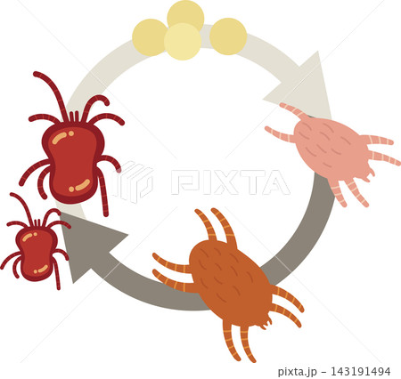 Red Spider Mite Life Cycle Agricultural Pest Development Vector Illustration 143191494