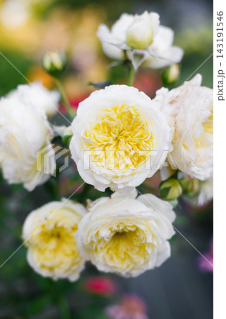 Pilgrim Rose Petals Detailed View Garden Plant 143191546