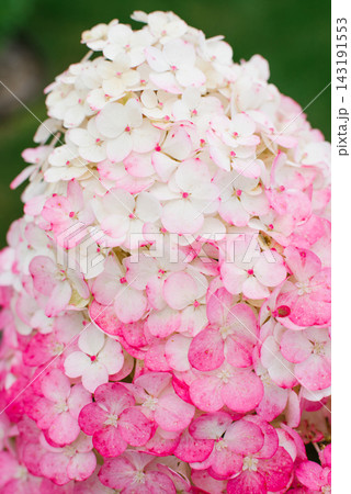 Hydrangea Framboisine Panicle Flowers Close Up 143191553