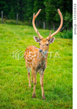 Male deer with antlers standing on green grass in a natural landscape, surrounded by trees and foliage in a serene outdoor setting 143191618