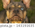 Macro portrait of a French Bulldog face with heterochromia, featuring one ice blue eye and one brown eye on a merle coat with tan points. 143191635