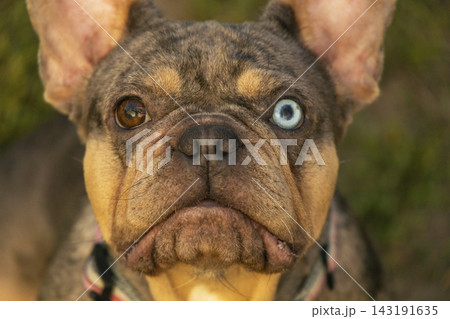 Macro portrait of a French Bulldog face with heterochromia, featuring one ice blue eye and one brown eye on a merle coat with tan points. Macro portrait of a French Bulldog face with heterochromia, featuring one ice blue eye and one brown eye on a merle coat with tan points. 143191635