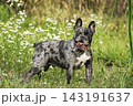 Adult black merle French Bulldog female standing on a green leash in a summer meadow with white wildflowers, looking happy with open mouth. 143191637