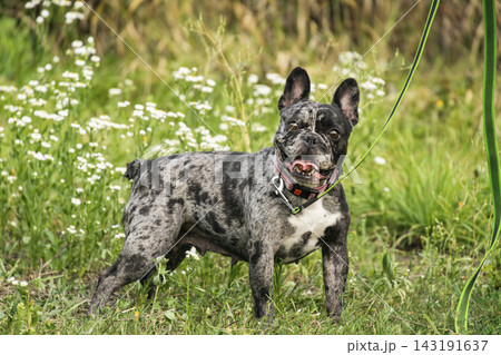 Adult black merle French Bulldog female standing on a green leash in a summer meadow with white wildflowers, looking happy with open mouth. Adult black merle French Bulldog female standing on a green leash in a summer meadow with white wildflowers, looking happy with open mouth. 143191637