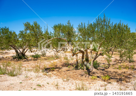 Ancient olive grove with dry stone walls, mature olive trees and Mediterranean vegetation under a clear blue sky. Traditional farming landscape reflecting sustainable agriculture and natural heritage. 143191665