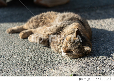 寝転がってくつろぐ可愛い猫 143192081