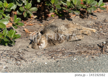 寝転がってくつろぐ可愛い猫 143192082
