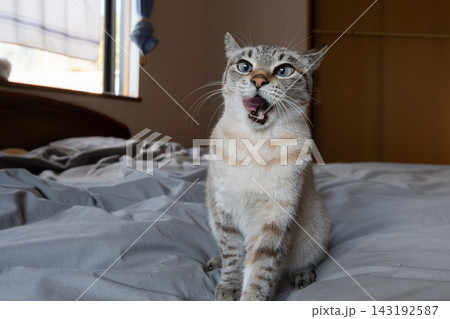 見つめる猫　シャムトラ猫 143192587