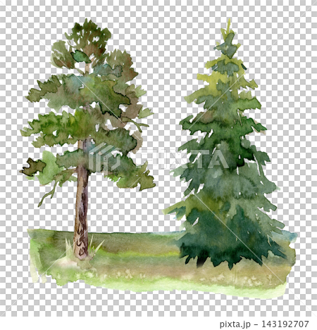 Watercolor pine and spruce trees on green grassy meadow, hand painted evergreen forest landscape illustration 143192707