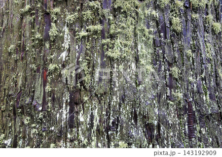 杉の樹皮に生息している苔や地衣類(サルオガセ)の植物 杉の樹皮に生息している苔や地衣類(サルオガセ)の植物 143192909
