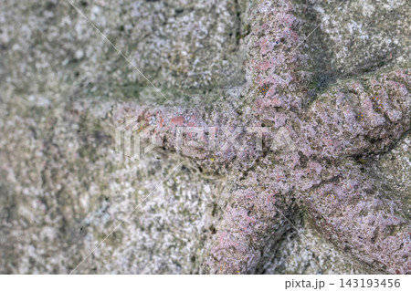 Closeup view of starfish as a real fossil on stone. 143193456